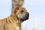 SHAR-PEI 669